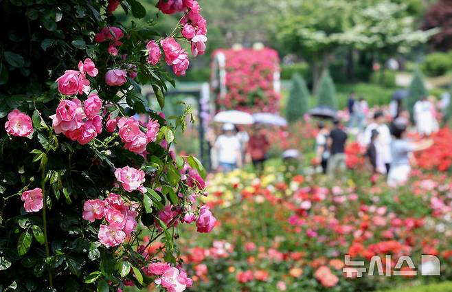 [과천=뉴시스] 김진아 기자 =  1일 경기 과천시 서울대공원 테마가든에서 열린 '장미원 및 식물원 축제'를 찾은 시민들이 장미 정원을 걷고 있다.  서울대공원이 오는 6월 8일까지 테마가든 장미원과 식물원 전시온실 등에서 진행하는 이번 축제는 장미를 비롯해 공원을 가득 메운 다양한 식물을 관찰하고 체험할 수 있는 ‘자연체험프로그램’으로 꾸며질 예정이다. 2025.06.01. bluesoda@newsis.com