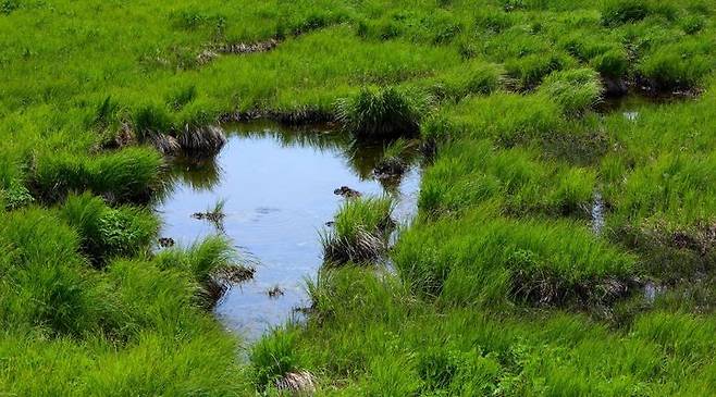 [인제=뉴시스] 2일 인제군(군수 최상기)은 대암산 용늪이 강원특별자치도 선정 ‘6월의 지질‧생태 명소’로 선정됐다 고 밝혓다. 인제군 제공. *재판매 및 DB 금지