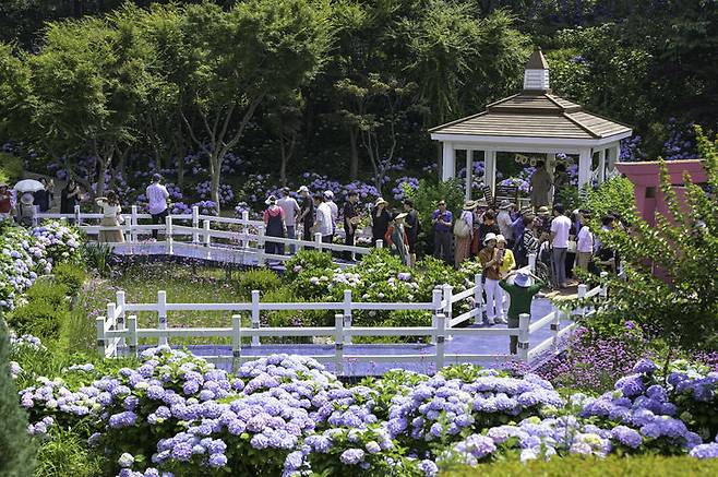 [울산=뉴시스] 지난해 6월 울산 남구 장생포 고래문화마을 일원에서 열린 장생포 수국 페스티벌 (사진=울산 남구 제공) photo@newsis.com  *재판매 및 DB 금지