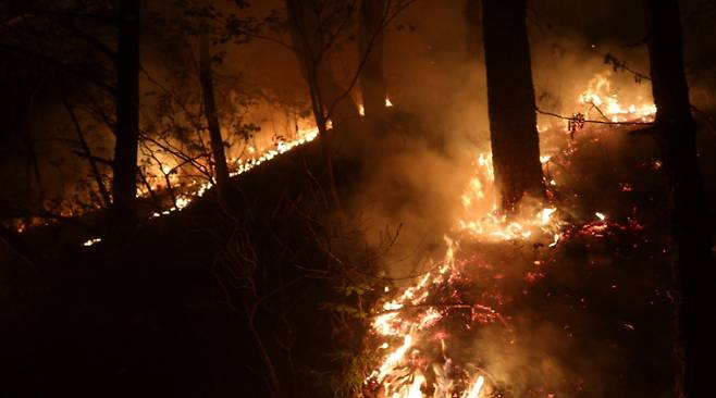 지난해 4월 13일 오전 0시 20분쯤 부산 사하구 천마산에서 방화로 인한 화재가 발생한 모습. 부산경찰청 제공