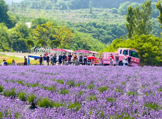 동해 무릉별유천지에 조성한 라벤더 정원. 동해시 제공