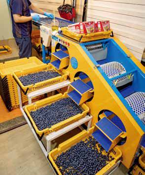 수확한 블루베리는 기계 선별을 거쳐 크기·품질 등에 따라 왕특·특대·특·상으로 분류한다.