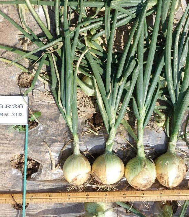 조생종으로 개발한 ‘고울’ 양파 모습. 구 무게는 한개당 253g으로 대비 품종(178g_에 비해 수량성이 좋다. 농진청