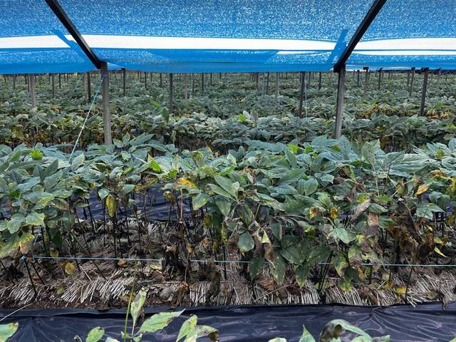 점무늬병이 발생한 인삼 포장의 모습. 강원특별자치도농업기술원