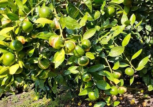 쩍쩍 갈라지고 썩은 제주 감귤 [독자 제공. 재판매 및 DB 금지] photo@yna.co.kr