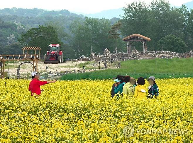 철원 고석정 꽃밭 유채 활짝 [연합뉴스 자료사진]