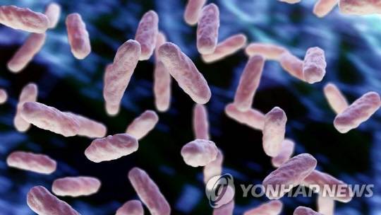 세균. 사진 연합뉴스.