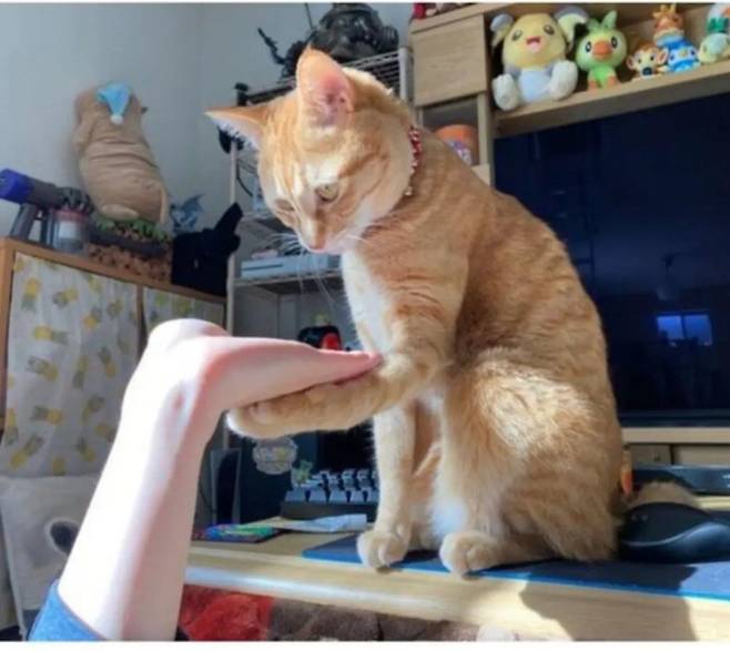 고양이한테 손 달라고 하면?