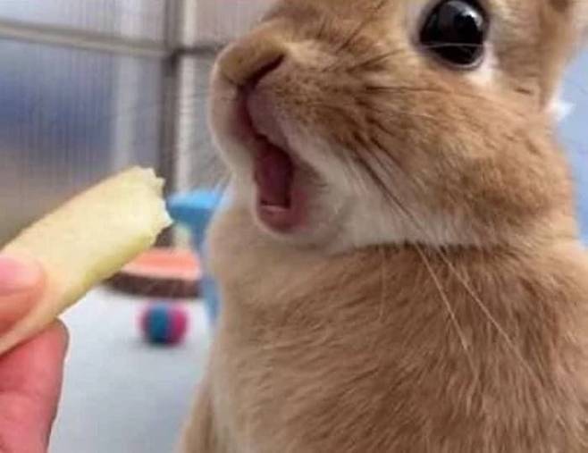 처음 먹는 사과 맛에 놀란 아기토끼