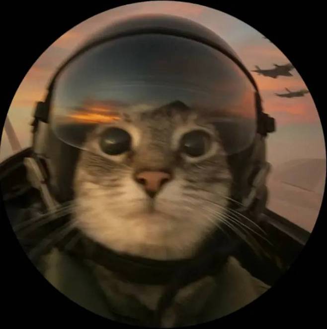 프로필사진으로 쓰기좋은 고양이사진