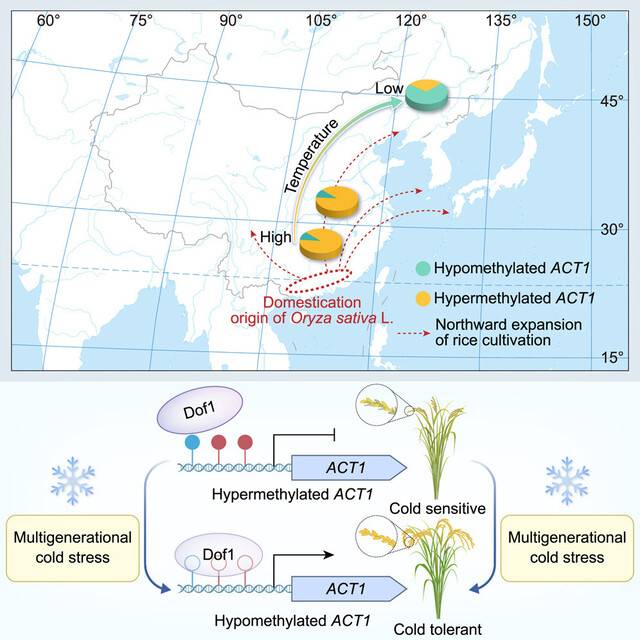 야생 벼는 아열대 식물로 약 1만년 전 중국 남부에서 작물화된 뒤 천천히 북쪽으로 퍼져 약 3500년 전에야 한반도에 이르렀다는 게 주류 가설이다. 하지만 내한성 벼는 획득형질 유전을 통해 저온에 적응했다는 주장을 담은 논문이 최근 나왔다. ‘셀’ 제공