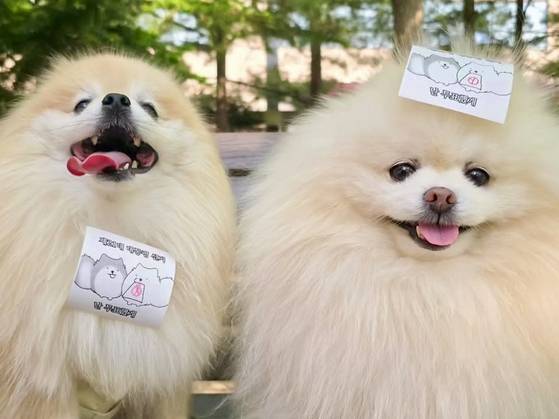 A certification slip personally designed by Go Eun-joo, featuring illustrations of her pet dogs Mong-i and Daebak. [JOONGANG ILBO]