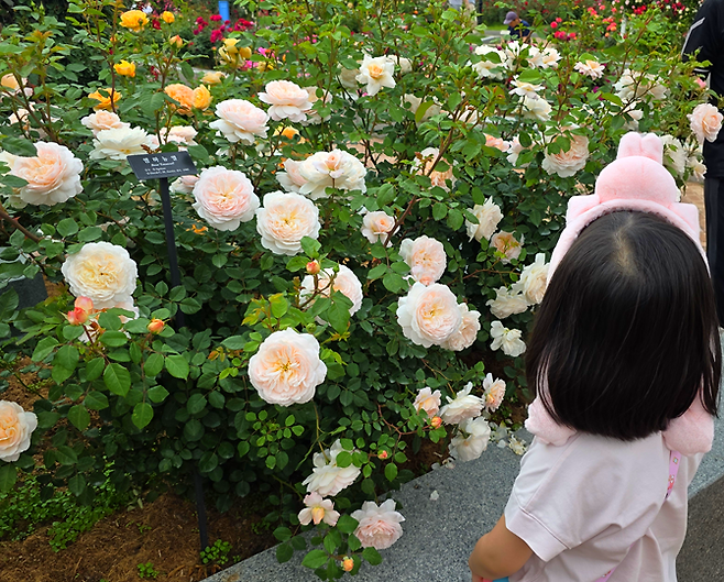 에버랜드 로로티를 즐기고 있는 아기의 모습 / 사진=김혜성 여행+ 기자
