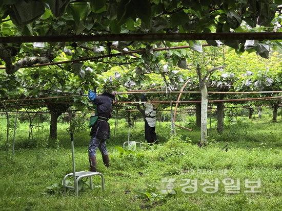 ▲ 지난 2일 찾은 울산 울주군 청량읍 용암리 배농가. 농협 인력중개센터에서 지원 나온 5조 농작업자들이 배 봉지 씌우기를 하고 있다.