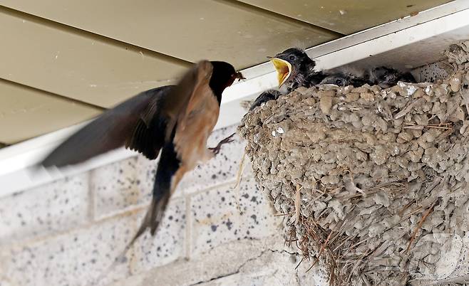 충북 괴산군 불정면 목도시장 상가 처마 밑 제비 둥지에서 어미 제비가 새끼들에게 먹이를 물어다 주고 있다.(괴산군 제공. 재판매 및 DB금지)2025.06.04//뉴스1