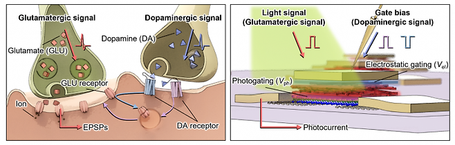 센서를 이루는 소자인 광트랜지스터의 구조.