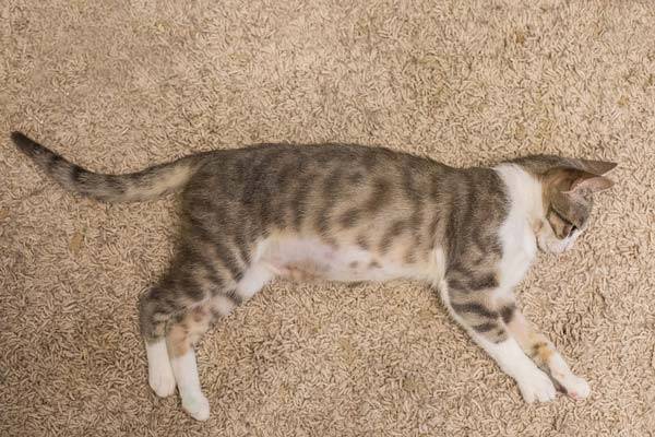 고양이도 코로나 바이러스에 감염될 수 있으며, 드물게 전염성 복막염으로 진행돼 생명을 위협할 수 있다. 다표 가정에선 화장실을 통해 잘 전파되므로 위생 관리에 신경 써야 한다./사진=게티이미지뱅크