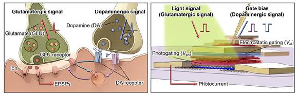 도파민-글루타메이트 간 신경 조절 메커니즘을 응용해 빛과 전기 신호의 상호작용으로 작동하는 시냅스 모사 광트랜지스터의 작동 구조. 광 트랜지스터를 배열해 센서를 만들었다. [사진=UNIST]