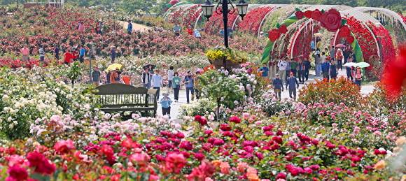 임실치즈테마파크 장미원의 장미꽃과 관광 인파  [사진=임실군 ]