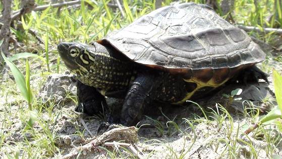 국내 전역의 민물에 분포하다 서식지 파괴와 남획, 외래종과의 경쟁 등으로 멸종위기에 처한 남생이. 국립생물자원관