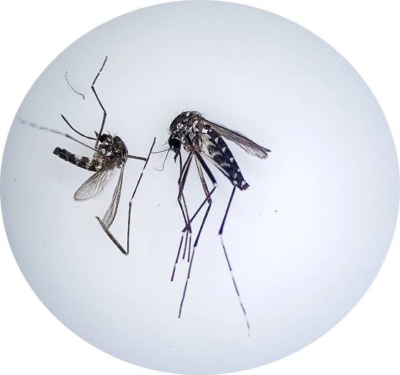 뎅기열, 지카바이러스, 치쿤구니야열 등 3개 질병을 확산시키는 것으로 알려진 '흰줄숲모기'연합뉴스