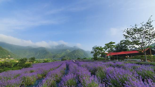 라벤더 향은 불안과 스트레스를 완화하고 기분을 안정시키는 효과가 있어 방문객들은 자연 속에서 명상과 산책을 함께 즐기며 마음의 평화를 경험할 수 있다. 양원라벤더 제공