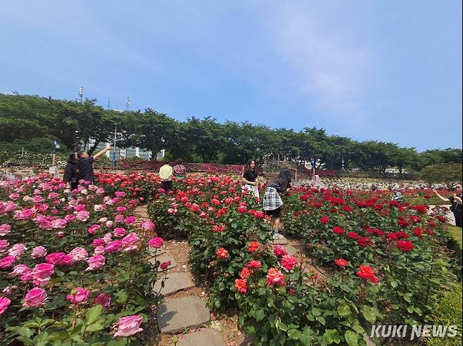강원 삼척 장미축제.