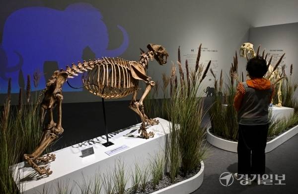 전곡선사박물관의 상반기 기획전인 ‘아름답고 슬픈 멸종동물 이야기’ 중 검치호(메간테리온, 스밀로돈) 뼈 모형 복원모습. 홍기웅기자