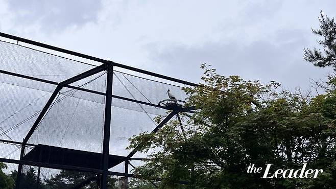 ▲야생 황새가 청주동물원 황새장을 찾았다./사진=신재은 기자