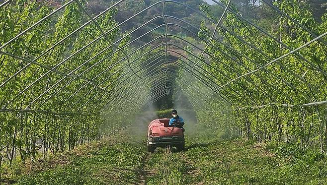 [진주=뉴시스] 재배농가에 돌발해충 방제 모습. (사진=진주시 제공) 2025.06.04. photo@newsis.com *재판매 및 DB 금지