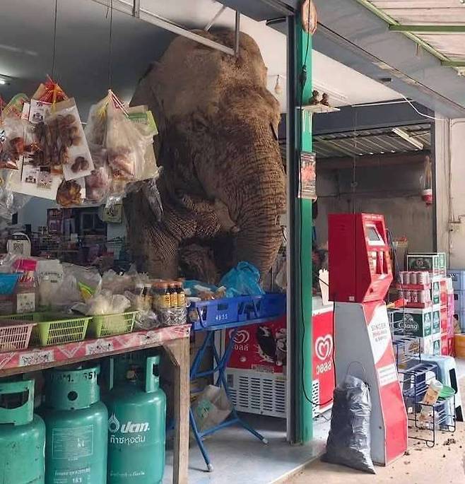 태국의 편의점에 침입한 코끼리 [온라인커뮤니티 캡처]