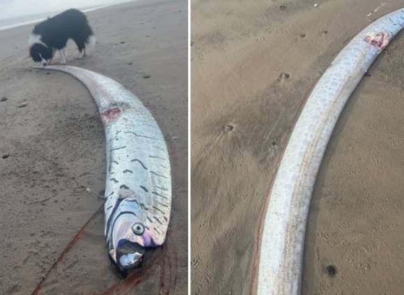 현지시간으로 2일 호주 태즈메이니아 해변으로 희귀한 ‘종말의 날’ (Doomsday fish) 물고기로 불리는 산갈치가 떠밀려 왔다. 시빌 로버트슨 제공