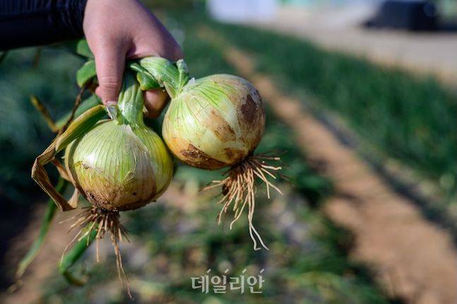 파속채소연구센터는 마늘과 양파 등 파속채소가 미래 농업에서도 경쟁력을 갖출 수 있도록 다양한 연구와 개발에 힘을 쏟고 있다. 파속채소연구센터에서 품종 개발중인 양파 모습. ⓒ데일리안 배군득 기자