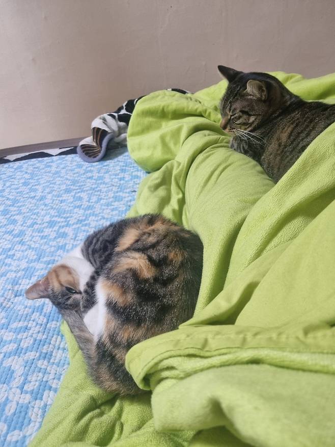 KakaoTalk_20250605_145843515_09.jpg 오랜만에 나비 신비 생존신고!!