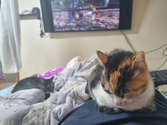 KakaoTalk_20250605_145843515_10.jpg 오랜만에 나비 신비 생존신고!!