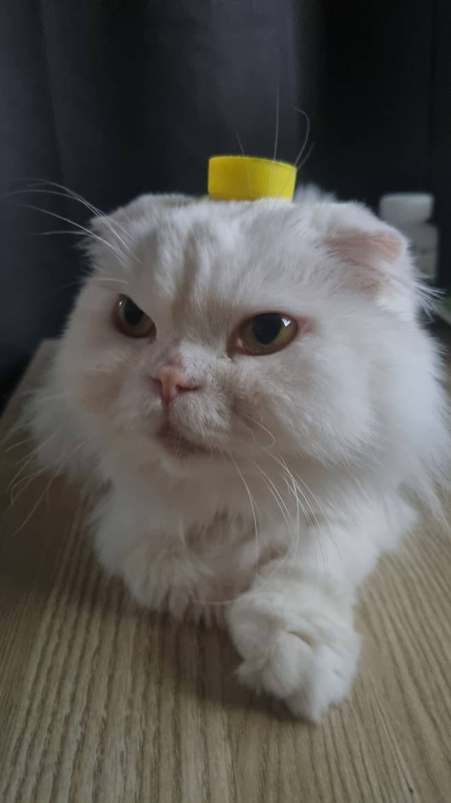 고양이는 머리 위 병뚜껑 올리면 가만히 있는다고 합니다.