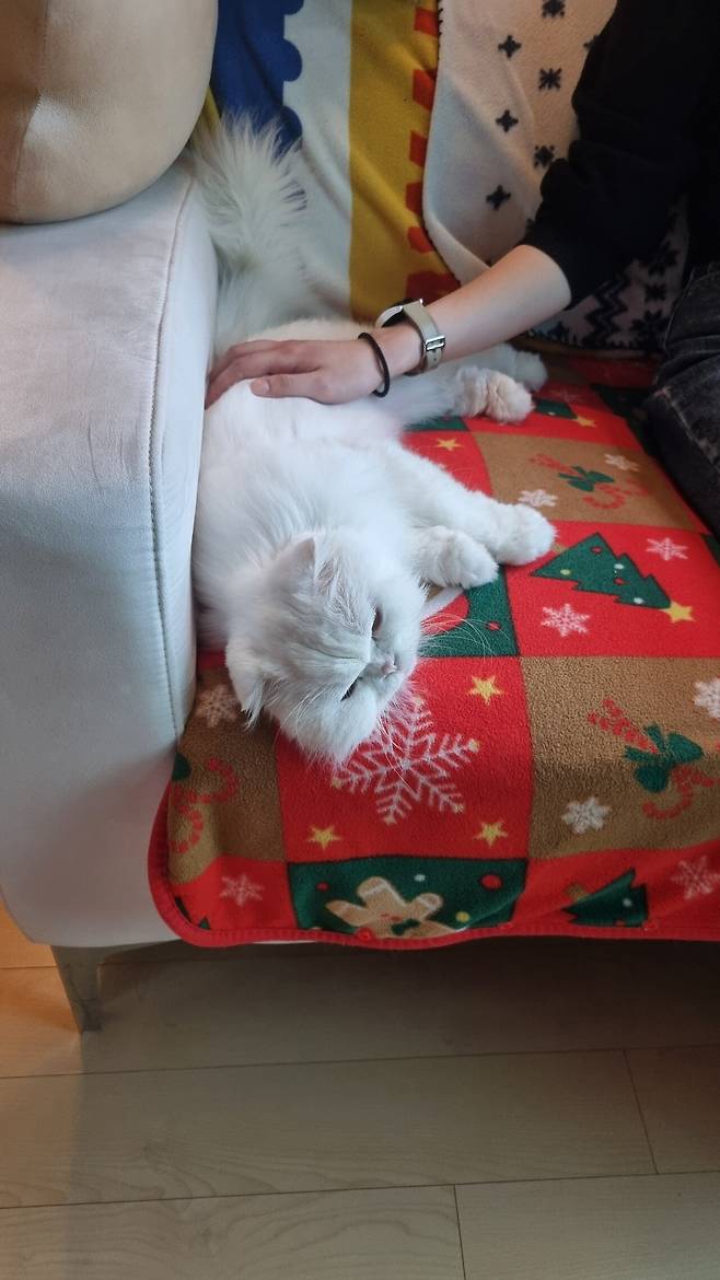 고양이는 머리 위 병뚜껑 올리면 가만히 있는다고 합니다.