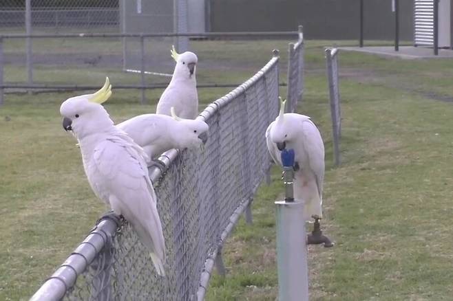 시드니 등 오스트레일리아 동남부 도시에 서식하는 큰유황앵무가 공공 음수대의 꼭지를 돌려 신선한 물을 마시는 모습이 관찰됐다. 루시 애플린/바이올로지 레터스