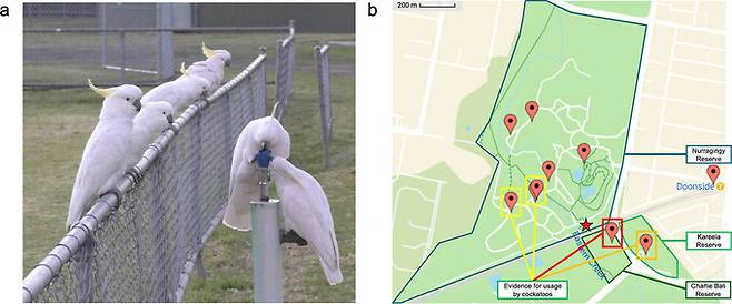 큰유황앵무들이 음수대에서 물을 마시고 있다. 일부 새들은 자신의 차례를 위해 줄을 서서 기다리는 모습을 보였다.(a) 앵무새들은 관찰카메라가 설치된 음수대(붉은 상자) 이외에도 여러 음수대를 사용한 것으로 나타났다. 앵무새들이 이용한 음수대(노란색 상자)의 고무 꼭지는 상단이 씹힌 자국이 남아 있었다. 루시 애플린/바이올로지 레터스