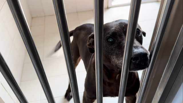 경기 남양주시에 위치한 동물자유연대 '온센터'에서 만난 '두유'의 모습. 두유는 10년째 보호소 생활을 하고 있다. 동그람이 정진욱