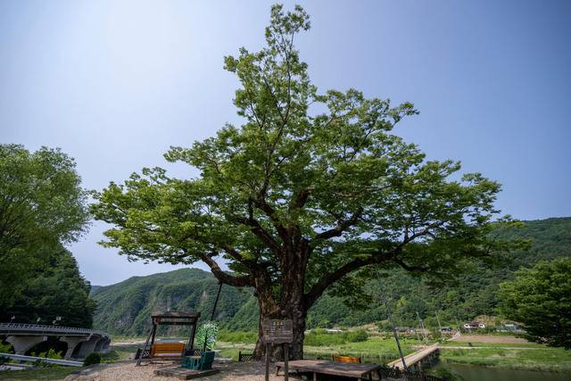 조양강과 지장천이 만나는 가수리에 우뚝한 느티나무.