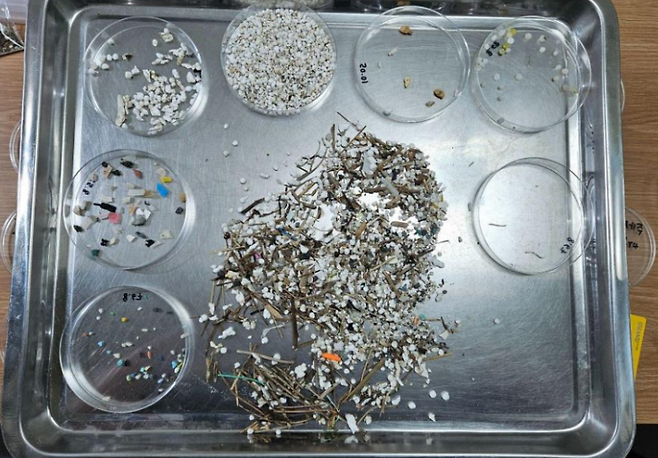 제주 해안에서 발견한 플라스틱 조각.[그린피스 제공]