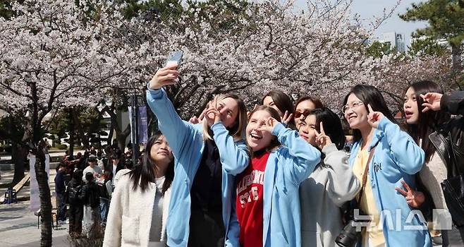 [부산=뉴시스] 하경민 기자 = 교육부는 최근 미국과 일본의 한국어교육원 유학생 유치센터를 통해 활발한 유학생 유치 활동을 추진하고 있다고 5일 밝혔다. 사진은 3월 31일 부산 남구 국립부경대학교 백경광장에서 열린 벚꽃 축제 '핑크캠퍼스'에 참가한 외국인 유학생들이 활짝 핀 벚꽃을 배경으로 기념사진을 찍는 모습. 2025.03.31. yulnetphoto@newsis.com