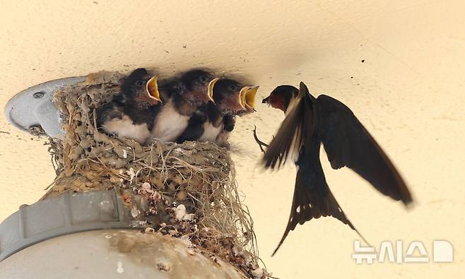 [인천=뉴시스] 전진환 기자 = 5일 인천 남동구 소래포구어시장의 한 상가 조명 위 둥지에서 새끼 제비들이 어미새가 물어다주는 먹이를 받아 먹고 있다. 2025.06.05.  amin2@newsis.com