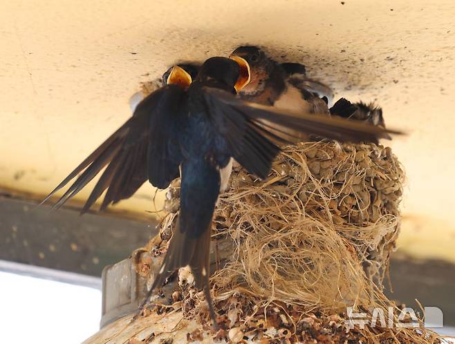 [인천=뉴시스] 전진환 기자 = 5일 인천 남동구 소래포구어시장의 한 상가 조명 위 둥지에서 새끼 제비들이 어미새가 물어다주는 먹이를 받아 먹고 있다. 2025.06.05.  amin2@newsis.com