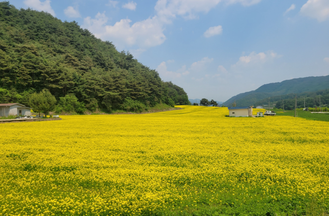 ▲푸른 산과 맞닿은 봉화군 애당리의 유채꽃밭 전경. 노란 꽃물결이 들판을 가득 메우며 장관을 이룬다.ⓒ봉화군(사진제공)