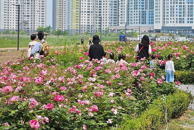 장미원이 조성된 R2부지의 모습 Ⓒ인천도시공사