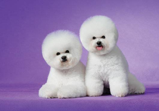 비숑 프리제는 IMT 발병률이 높은 견종 중 하나다. GETTYIMAGES