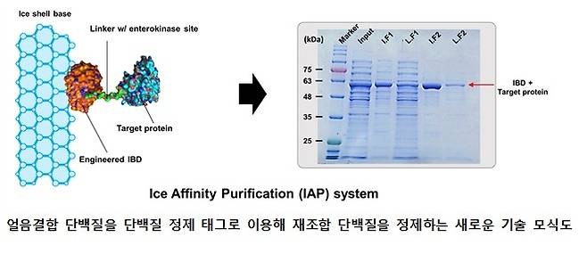 얼음 친화 정제 시스템 [극지연구소 제공. 재판매 및 DB 금지]