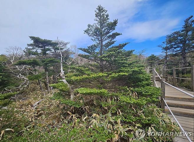 한라산 영실 구상나무 한라산 영실코스 구상나무 숲. 소나무과의 상록침엽수로 한라산 깃대종인 구상나무는 제주어로 쿠살낭이라고도 불린다. 기후변화의 지표가 되는 고유수종으로 한라산 고지대에 분포한다. 2025.5.17 [연합뉴스 자료사진]